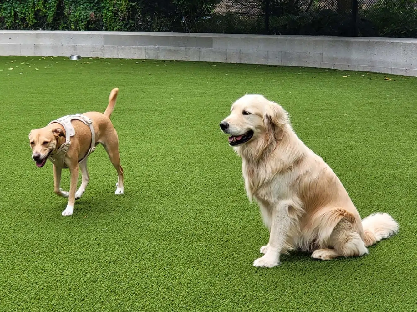artificial-grass-dog-park-gal-5 artificial grass dog park