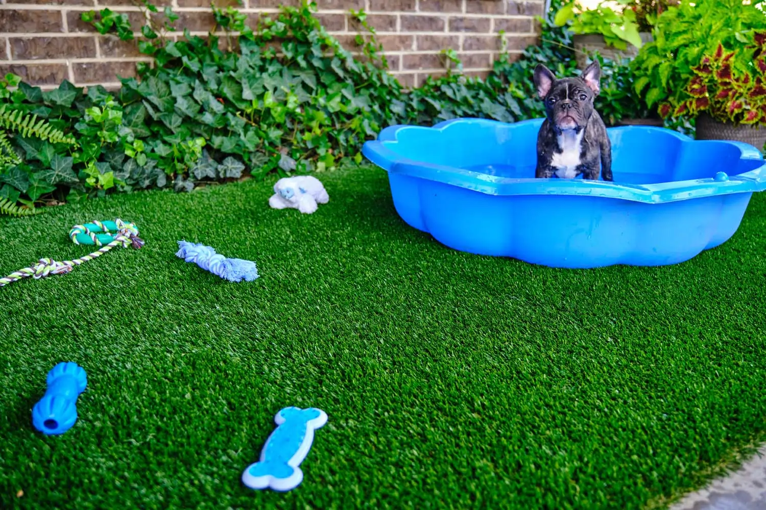 artificial-grass-dog-park-gal-6 do in pool on new jersey pet turf