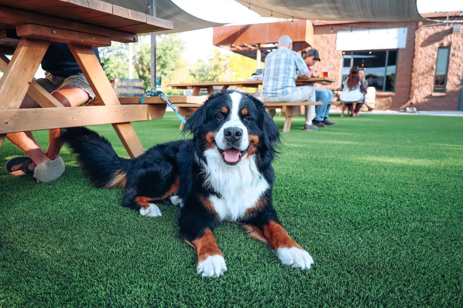 artificial-grass-dog-park-gal-7 Pet-friendly New Jersey Artificial Turf SYNLawn