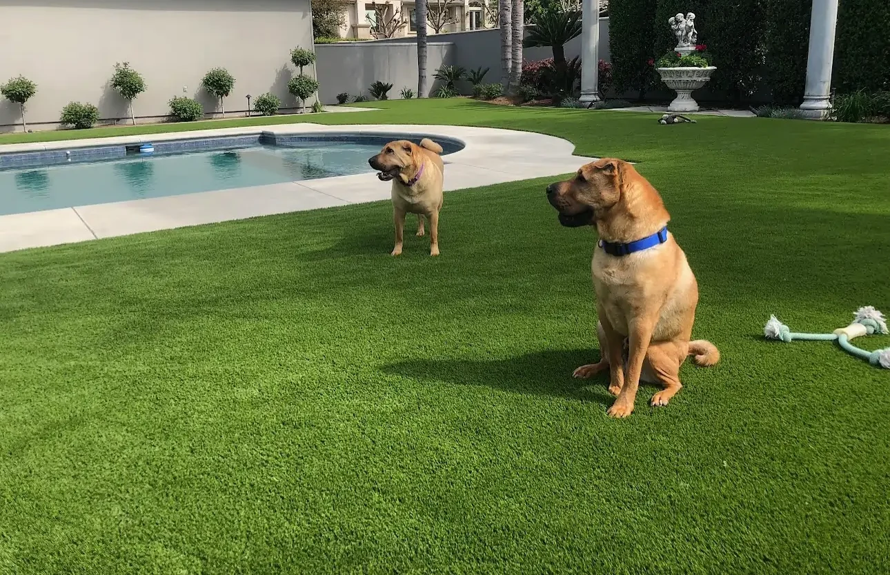 dogs next to pool on synlawn pet turf