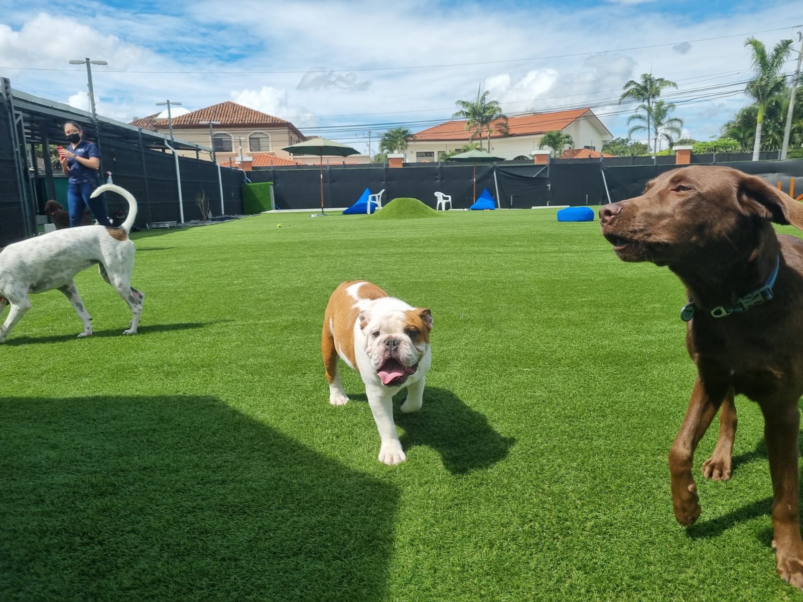 Dog Park SYNLawn Pet Turf Dog Park SYNLawn New Jersey Pet Turf